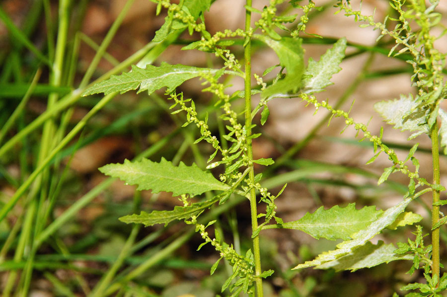Dysphania ambrosioides / Farinello aromatico